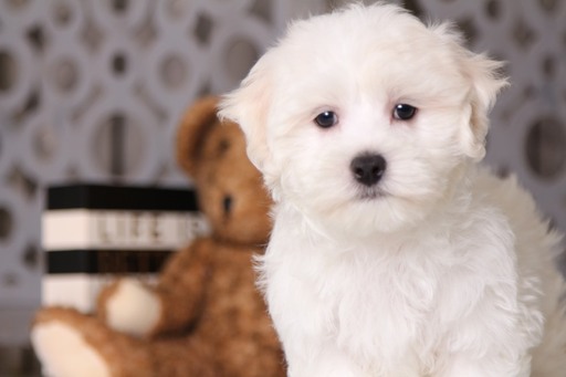 Medium Photo #1 Maltese Puppy For Sale in MOUNT VERNON, OH, USA