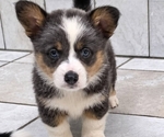 Small #3 Pembroke Welsh Corgi