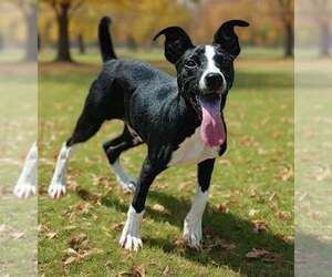 Rhett 26/661 - Male Mutt Dog for Adoption - Photo #2