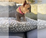 Small Photo #20 French Bulldog Puppy For Sale in SAN DIEGO, CA, USA