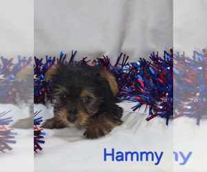 Yorkshire Terrier Puppy for sale in AZLE, TX, USA