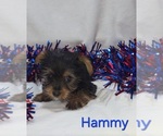 Small Yorkshire Terrier