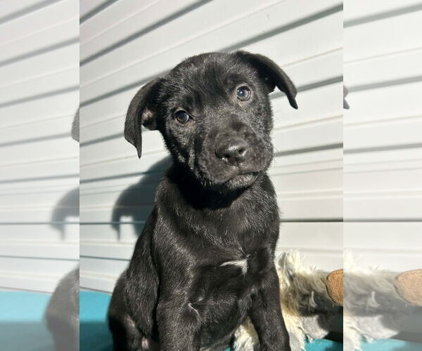 Medium Photo #1 Labrador Retriever-Unknown Mix Puppy For Sale in Tarrytown, GA, USA