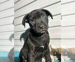 Small Labrador Retriever Mix