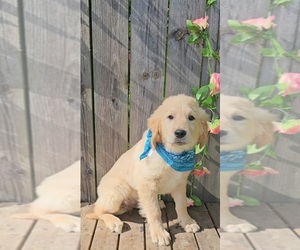 Golden Retriever Puppy for sale in INDIANAPOLIS, IN, USA