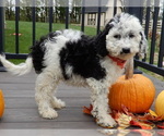 Small #3 Sheepadoodle