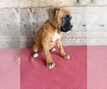 Litter of 9 - Male(s) and Female(s) BoxerLitter of Puppies for Sale - Photo #10
