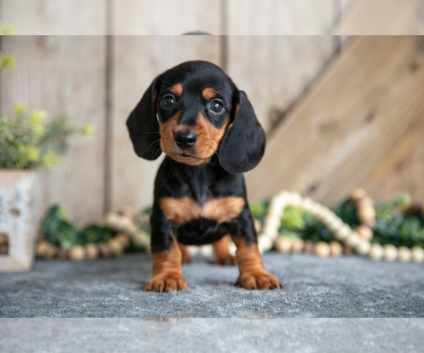 Medium Photo #2 Dachshund Puppy For Sale in GREENWICH, OH, USA