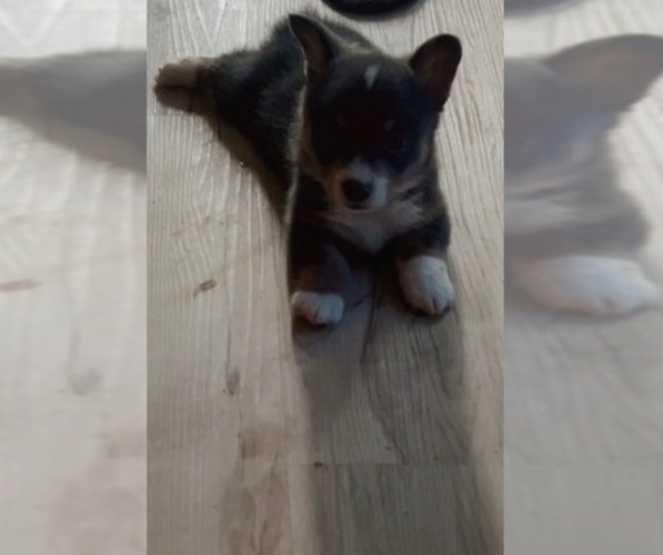 Medium Photo #11 Cardigan Welsh Corgi-Pembroke Welsh Corgi Mix Puppy For Sale in ALEXANDRIA, IN, USA
