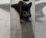 Small #10 Cardigan Welsh Corgi-Pembroke Welsh Corgi Mix