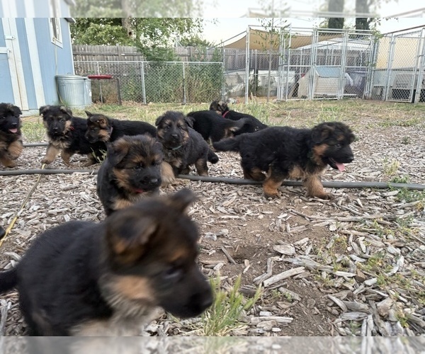 Medium Photo #6 German Shepherd Dog Puppy For Sale in WILDOMAR, CA, USA