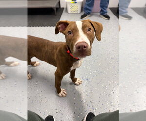 Archie - Male American Staffordshire Terrier-Unknown Mix Dog for Adoption - Photo #2