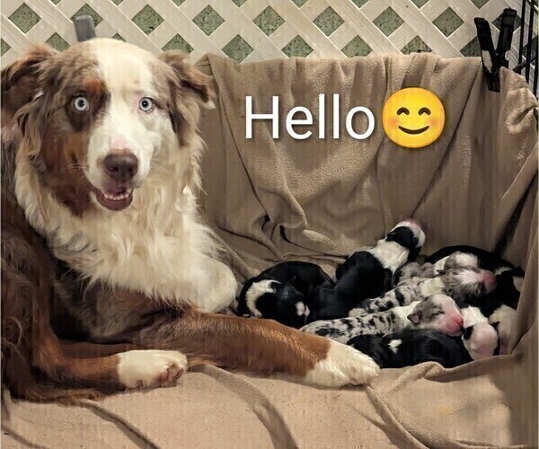 Medium Photo #1 Australian Shepherd Puppy For Sale in SYLVA, NC, USA
