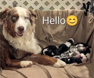 Australian Shepherd Puppy for Sale in SYLVA, North Carolina USA