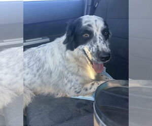 Australian Shepherd-Pointer Mix Dogs for adoption in Grafton, WI, USA