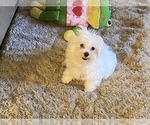 Small Photo #4 Maltese Puppy For Sale in WINSTON SALEM, NC, USA