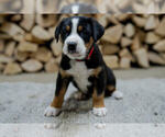 Puppy Poppy Greater Swiss Mountain Dog