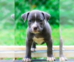 Puppy Puppy 4 American Bully