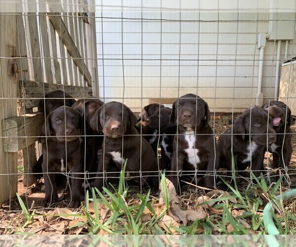 Medium Photo #10 German Shorthaired Lab Puppy For Sale in BLACKWELL, TX, USA