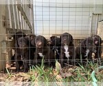 Small Photo #10 German Shorthaired Lab Puppy For Sale in BLACKWELL, TX, USA