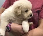Small Photo #4 Golden Pyrenees Puppy For Sale in WARRENTON, VA, USA