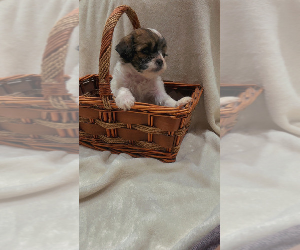 Medium Photo #1 Shih-Poo Puppy For Sale in INMAN, SC, USA