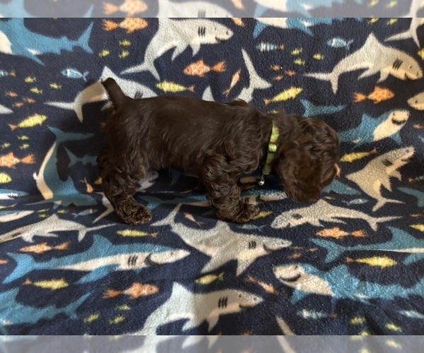 Medium Photo #27 Cocker Spaniel Puppy For Sale in COLBERT, GA, USA