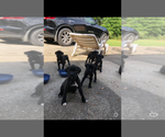 Small Photo #1 Boxer Puppy For Sale in MILTON, FL, USA