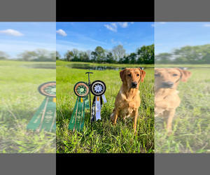 Father of the Labrador Retriever puppies born on 06/23/2025