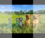 Small Photo #1 Labrador Retriever Puppy For Sale in AIKEN, SC, USA