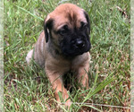 Small #3 Bullmastiff