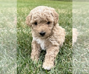 Goldendoodle (Miniature) Puppy for sale in ALGOMA, WI, USA