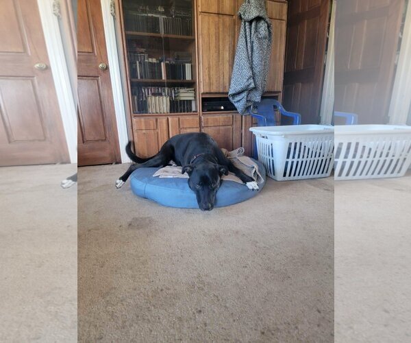 Medium Photo #26 German Shepherd Dog-Unknown Mix Puppy For Sale in Escondido, CA, USA