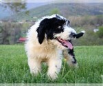 Small Photo #22 Sheepadoodle Puppy For Sale in STANLEY, VA, USA