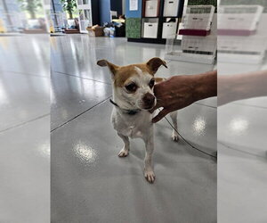Cheagle Dogs for adoption in Temple, TX, USA