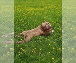 Small #3 Bulldog Mix