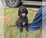 Small #13 Golden Retriever Mix