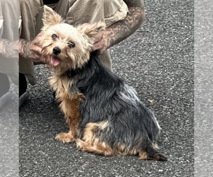Yorkshire Terrier Puppy for sale in WASHINGTON, DC, USA