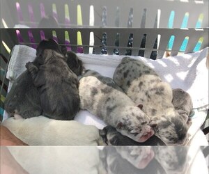 French Bulldog Puppy for sale in CAPE CORAL, FL, USA