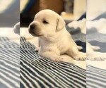 Small #5 Labrador Retriever