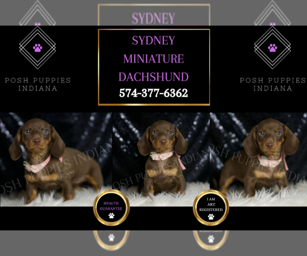 Medium Photo #1 Dachshund Puppy For Sale in WARSAW, IN, USA