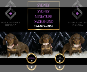 Dachshund Puppy for sale in WARSAW, IN, USA