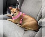 Small Chihuahua