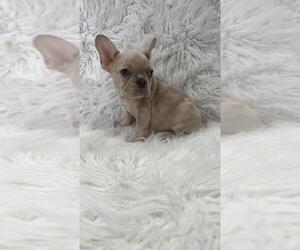 French Bulldog Puppy for sale in NEWNAN, GA, USA