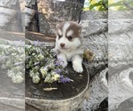 Small #2 Pomsky
