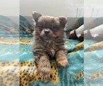 Small Photo #4 Pomeranian Puppy For Sale in KEAAU, HI, USA