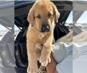 German Shepherd Dog-Great Pyrenees Mix Puppy for sale in HOBBS, NM, USA