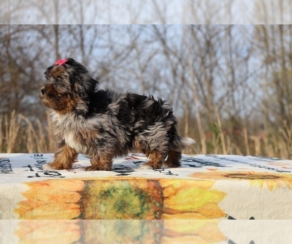 Medium Photo #12 ShihPoo Puppy For Sale in DYERSBURG, TN, USA