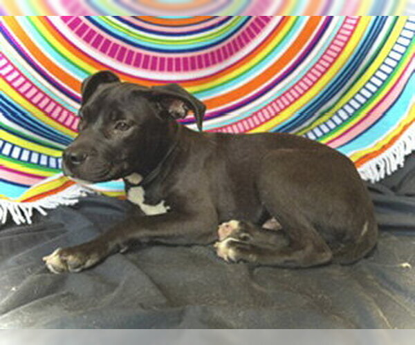 Medium Photo #3 Bulldog-Labrador Retriever Mix Puppy For Sale in Pleasanton, TX, USA