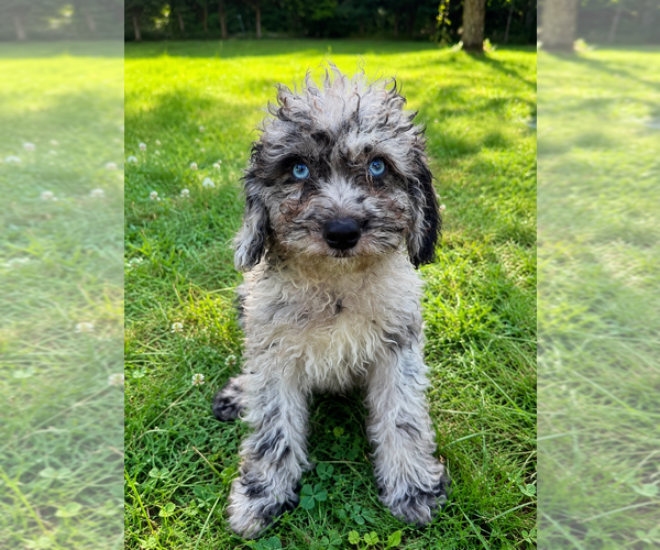 Medium Photo #20 Cavapoo (Miniature) Puppy For Sale in DURHAM, CT, USA
